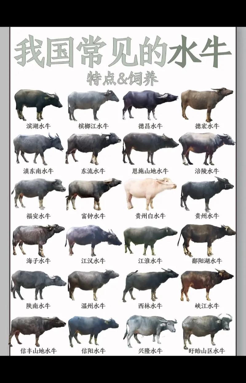 认识动物宝宝早教水牛