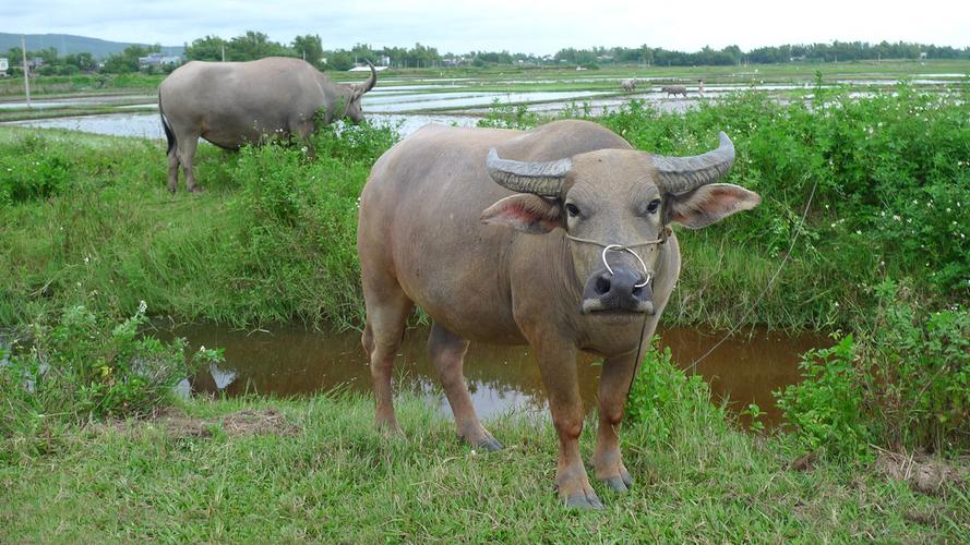 认识动物宝宝早教水牛
