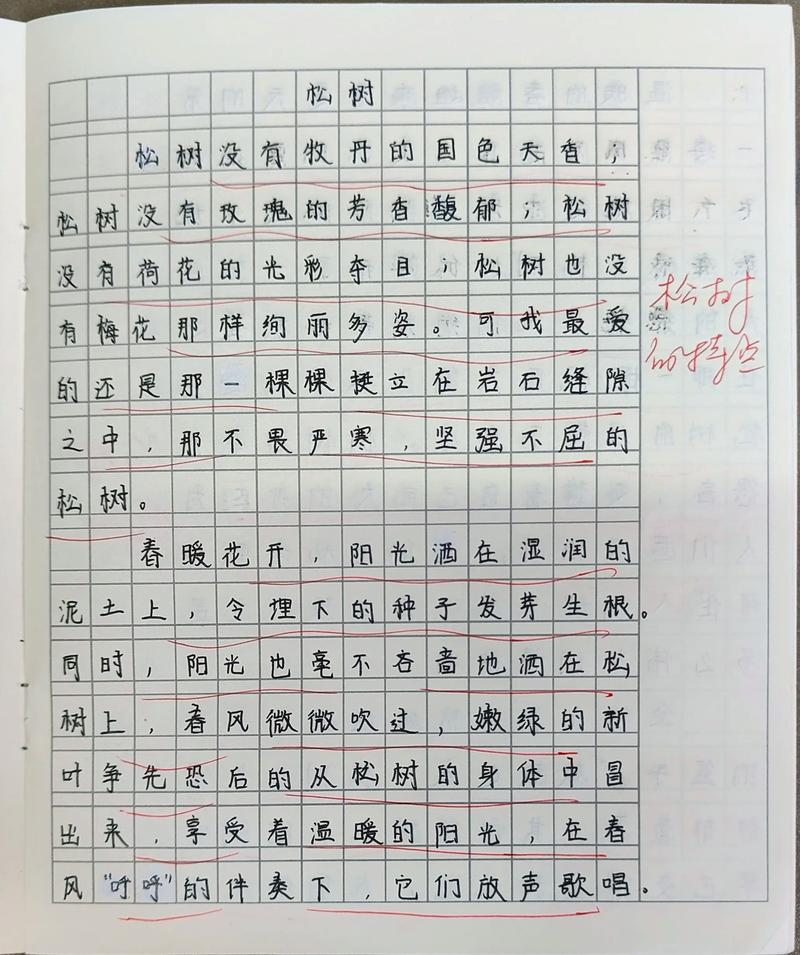 初中松树的作文600字