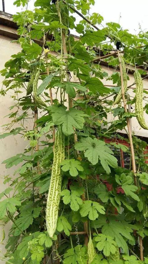 种苦瓜作文600字初中