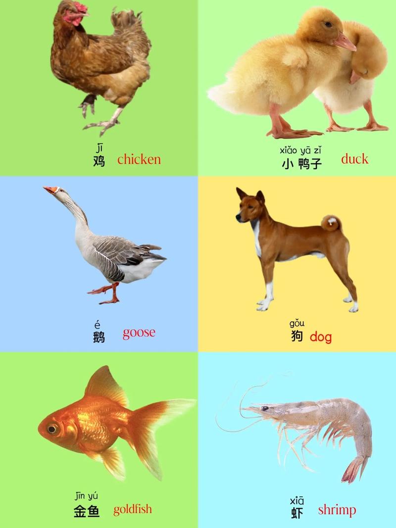 宝宝早教视频动物名称