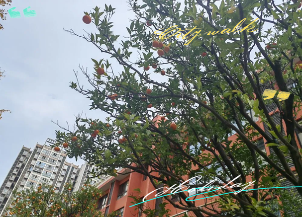 电子科技大学附属实验小学