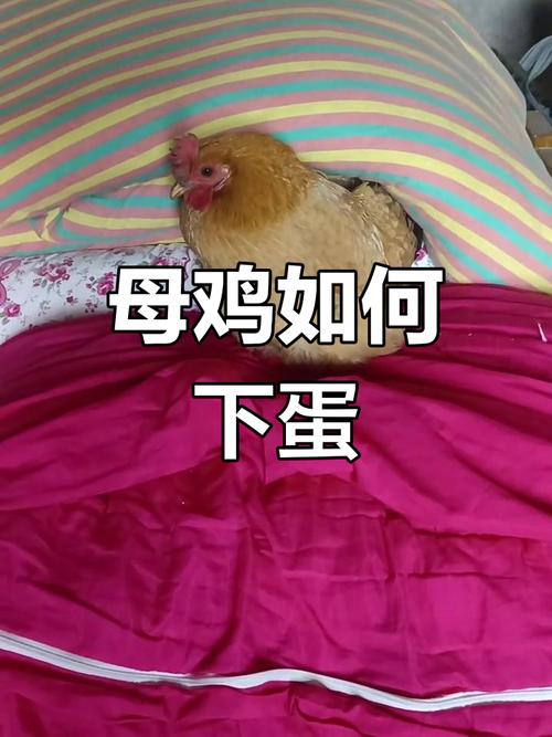 早教亲子游戏母鸡下蛋